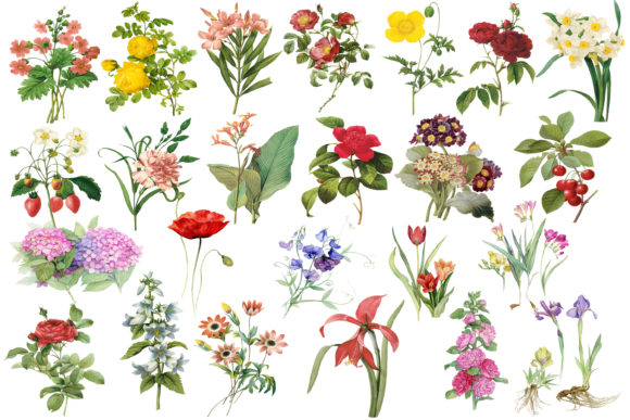 Elevating Creative Projects with Vintage Herbarium Illustrations and Floral Digital Paper