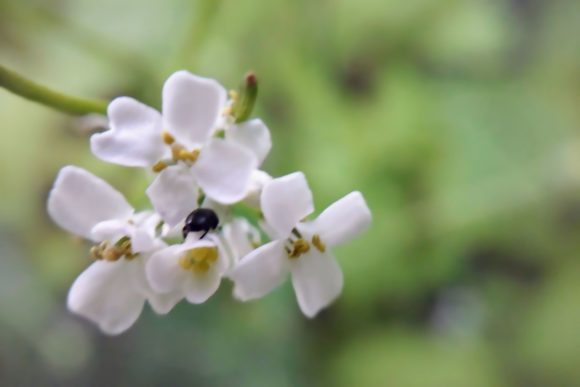 White Flowers Insect Botanical Floral: High-Resolution Visual Assets for Professional Design